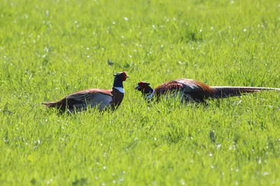 two birds standing in a field of grass at Green Bank Farmhouse in Lancaster