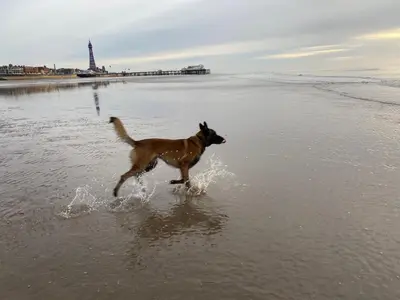 a dog running in the water on the beach at The Mayfield Hotel in Blackpool
