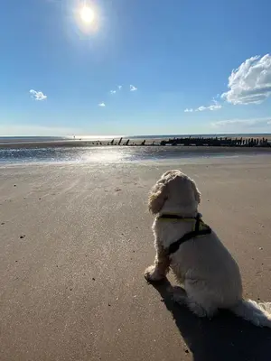a dog sitting on the beach looking at the ocean at The Mayfield Hotel in Blackpool