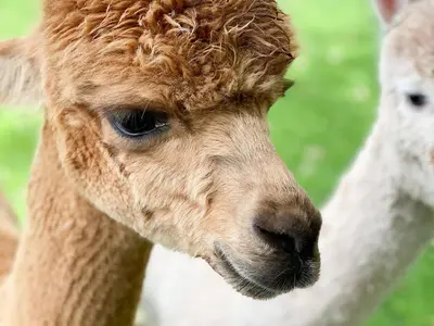 a close up of the face of a camel at Cedar Lodge - Uk30008 in Lindal in Furness