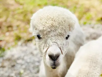 a close up of a sheep looking at the camera at Cedar Lodge - Uk30008 in Lindal in Furness