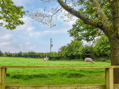 two sheep grazing in a field near a tree at Birch Lodge - Uk30006 in Lindal in Furness