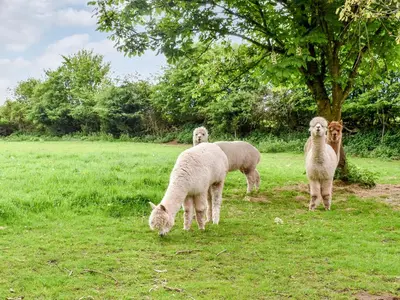a group of sheep grazing in a field at Birch Lodge - Uk30006 in Lindal in Furness