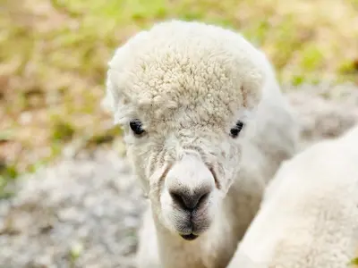 a close up of a sheep looking at the camera at Pine Lodge - Uk30007 in Lindal in Furness