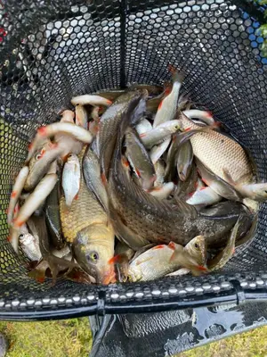 a bunch of fish in a basket at lake view staycations in Carnforth