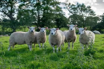 a group of sheep standing in a field at Alpaca Fold in Preston