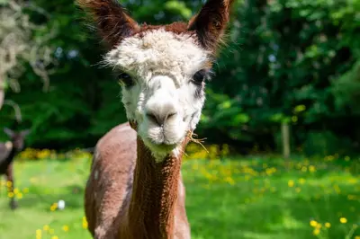 a brown and white llama standing in a field at Alpaca Fold in Preston