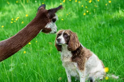 a dog sitting in the grass next to a llama at Alpaca Fold in Preston