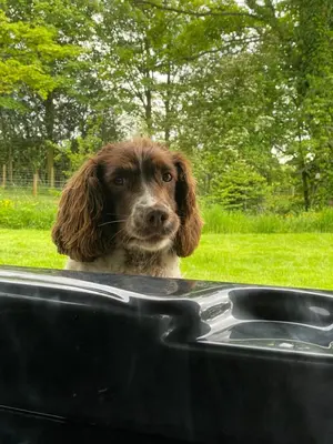 a dog looking out the window of a car at Alpaca Fold in Preston