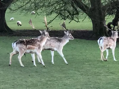 a group of deer running in a field at Milo’s Retreat in Arnside
