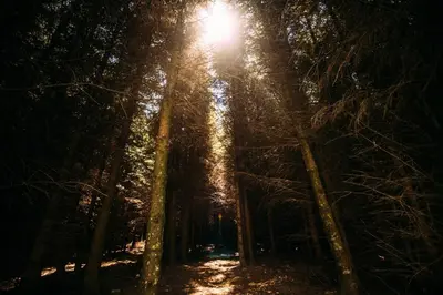 a forest with the sun shining through the trees at Laythams Holiday Lets Retreat in Slaidburn
