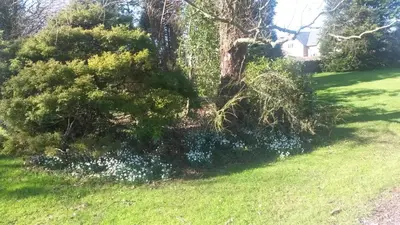 a tree with blue flowers in a yard at Harris End in Lancaster