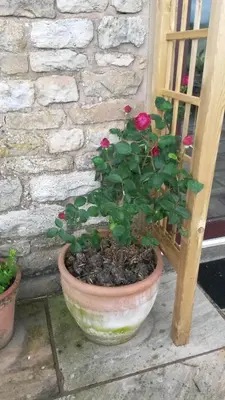 a plant in a pot next to a brick wall at Harris End in Lancaster