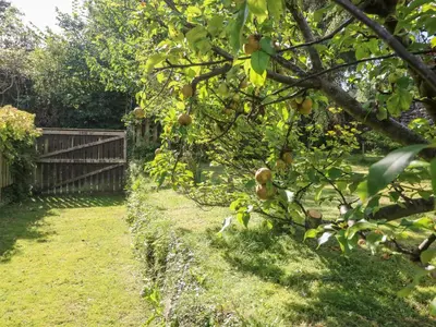 an apple tree with fruits on it in a yard at Westmorland Cottage in Grange Over Sands