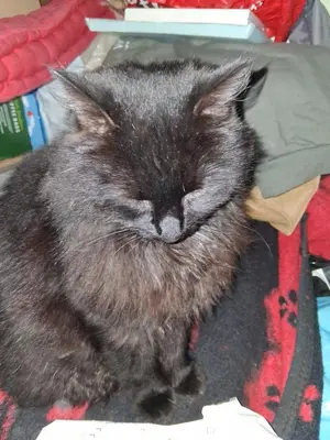 a black cat sleeping on top of a bed at Levens Terrace, Barrow Spa Therapy in Barrow in Furness
