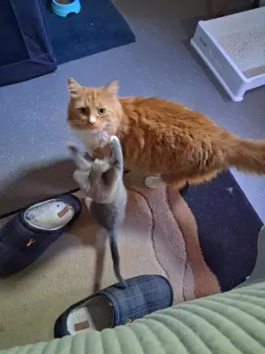 an orange cat standing on the floor playing with a toy at Levens Terrace, Barrow Spa Therapy in Barrow in Furness