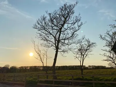 a group of trees in a field at sunset at Pointer Cottage in Preesall