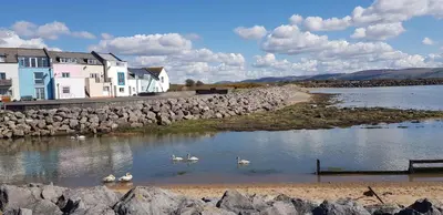 a group of swans in the water next to houses at Port Haverigg Marina Village in Millom