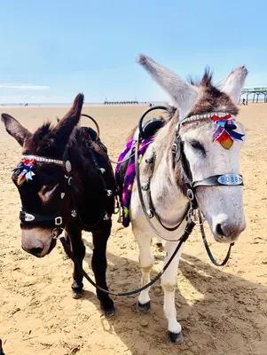 two donkeys are tied up on the beach at Tiny Beach House in Saint Annes on the Sea