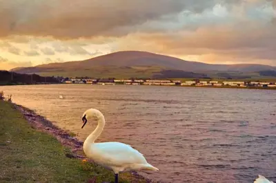 a swan standing on the shore of a body of water at Combe-n-Sea in Haverigg