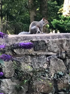 a squirrel sitting on top of a stone wall at Riverside Cottage in Whalley