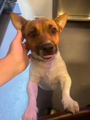 a dog getting a bath in a sink at Westholme Hotel in Blackpool
