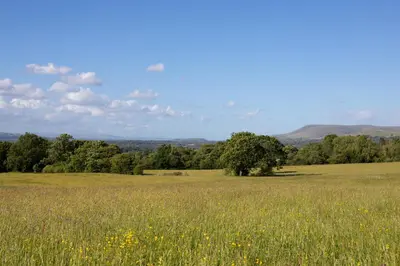 a field of grass with a tree in the middle at Ribble Valley Retreat in Langho