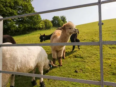 a group of sheep standing in a field at Limestone in Ulverston