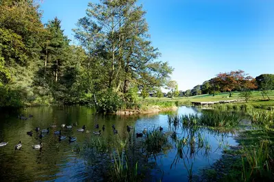 a group of ducks swimming in a lake at Lancaster University in Lancaster