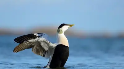 a bird with its wings out in the water at Driftwood Cottage Port Haverigg Marina Village in Millom