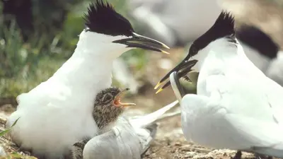 two birds are fighting over a baby bird at Driftwood Cottage Port Haverigg Marina Village in Millom