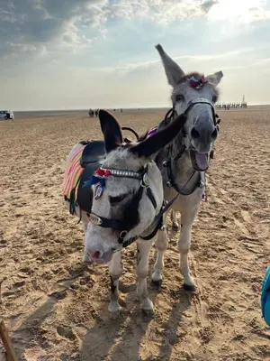 two donkeys are standing on the beach at Beach Sunset in Lytham St Annes