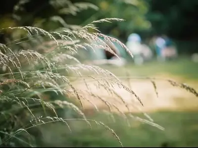 a close up of a blades of grass in a field at The Forest Pod - Wood Fired Hot Tub and Fire Pit in Hambleton