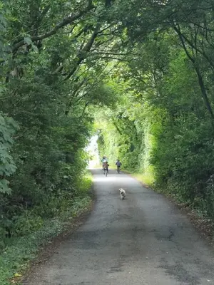 a dog walking down a road with a person on a motorcycle at The Forest Pod - Wood Fired Hot Tub and Fire Pit in Hambleton