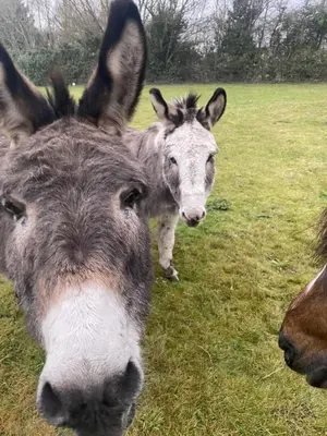two donkeys are standing in a field at Heywood Glamping in Ormskirk