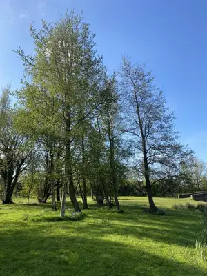 a group of trees in a field with green grass at Heywood Glamping in Ormskirk