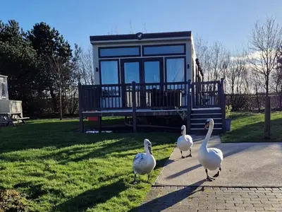 four white geese walking in front of a tiny house at Lake District Willerby Vogue Lodge, Lake View on Haven Lakeland Gold Grade in Flookburgh