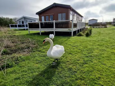 two swans standing in the grass in front of a house at Pemberton Arrondale Lodge, Lakeside View (Haven Lakeland) in Flookburgh