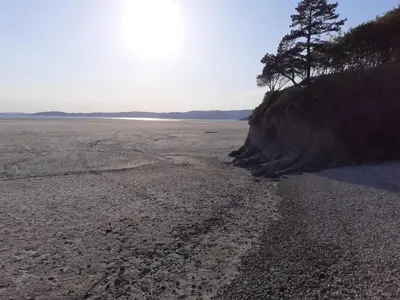 a sandy beach with a tree on top of it at No.1 The Coach House in Silverdale