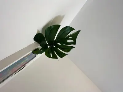 a green plant sitting on top of a ceiling at Sunnyside Aparthotel Tropical suite, 10 min from Blackpool tower, outside space, free parking in Blackpool