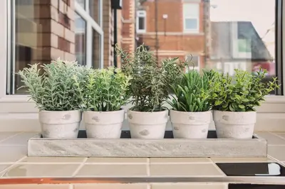 four plants in white pots sitting on a window sill at Ashton Mews apartment with free parking in Saint Annes on the Sea