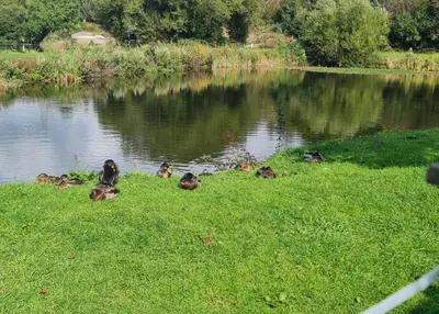 a group of ducks in the grass near a lake at Nicks and Carmels by the Lake in Carnforth