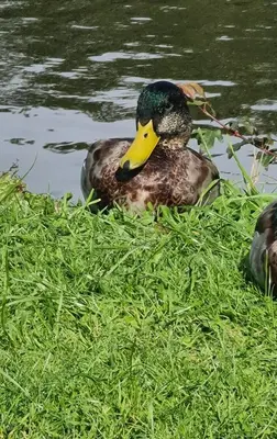 a duck sitting on the grass next to the water at Nicks and Carmels by the Lake in Carnforth