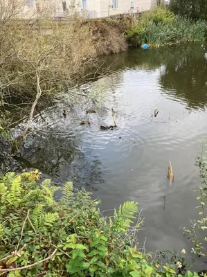 a group of ducks swimming in the water at Green Little Acre in Little Singleton