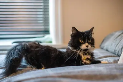 a black cat sitting on top of a couch at Cavendish Cat and Gaming House in Blackpool
