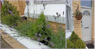 two pictures of a window with purple flowers on it at Home from Home near LFC & train station in Liverpool