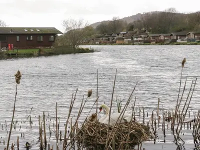 a swan in a nest on a lake at Hudson's Hideaway in Carnforth