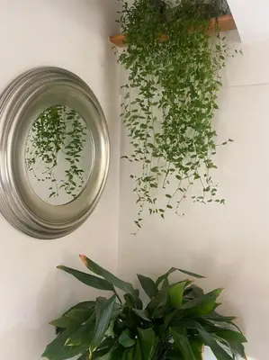 a mirror and a potted plant on a wall at Beautiful 1 bedroom holiday home in Lancaster in Lancaster