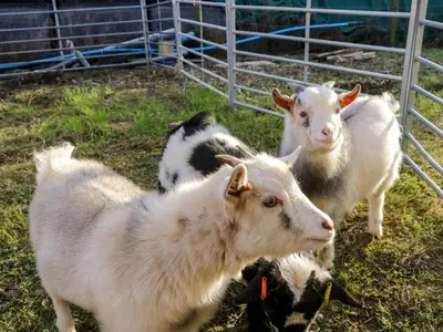 a group of goats standing next to a fence at Holly in Ulverston