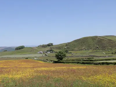a field of flowers with a hill in the background at Holly in Ulverston
